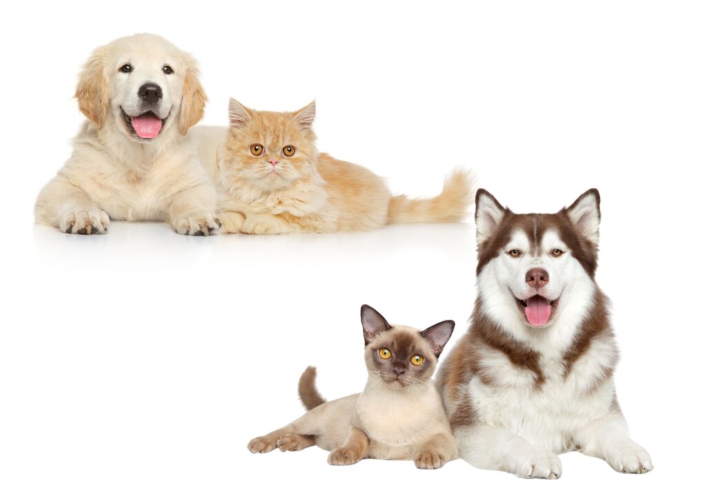 1er secours canin félin
