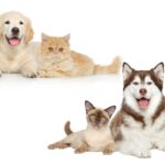 1er secours canin félin